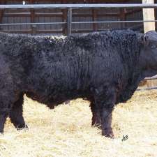 Van De Velde Cattle | Box 72, Mariapolis, MB R0K 1K0, Canada