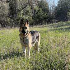 Caledon German Shepherds | 17321 The Gore Rd, Caledon East, ON L7E 0X6, Canada