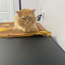 chrissy's cat grooming | 96 Nelson St W, Alliston, ON L9R 1H1, Canada