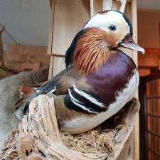 Taxidermie Chez Eric | 279 Rue Principale, Vallée-Jonction, QC G0S 3J0, Canada