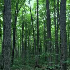 Lands & Forests Consulting | 421608 Concession 6 NDR, Elmwood, ON N0G 1S0, Canada