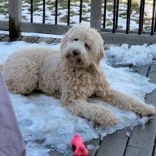 Happy Dance Dog Walking and Pet Sitting | 9848 Union Rd, Shedden, ON N0L 2E0, Canada