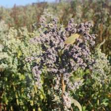 Katan Kitchens / Quinta Local Superfoods Inc. | 8473 Wellington County Rd 50, Rockwood, ON N0B 2K0, Canada