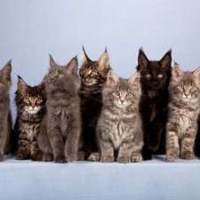Crazy Cat Lady Cat Sitter | Birch Bear Run, Halifax, NS B3Z 4B8, Canada