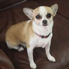 Chickadee Creek Chihuahuas | 45 Dineen Crescent, Hampton, NB E5N 6A2, Canada