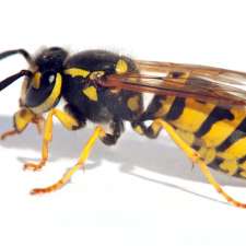 Mirak pest Control | 1322 Hamman Way, Milton, ON L9T 7K6, Canada