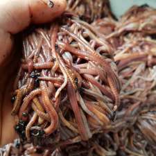 Mother Worms | 191 Overlea Dr, Kitchener, ON N2M 1T4, Canada