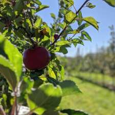 Belliveau Orchard | 1209 Rue Principale, Memramcook, NB E4K 2S6, Canada