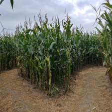 Corn Maze on Wolfe Island | 607 Rd 95 Wolfe Island, Frontenac Islands, ON K0H 2Y0, Canada