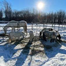 Ranch Mini Cheval La Prairie | 905 Chem. Lafrenière, La Prairie, QC J5R 0K7, Canada