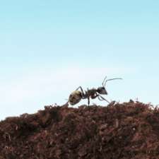 V Extermination - Thetford-Mines | 1111 Rue Monfette E local B, Thetford Mines, QC G6G 7K7, Canada