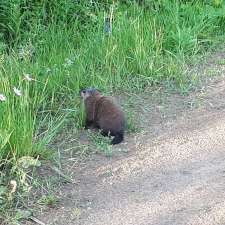 NZO Extermination & Gestion Parasitaire | 12 Rue Draffin, Noyan, QC J0J 1B0, Canada
