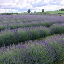 Apple Hill Lavender | 1795 Windham Road 11, Windham Centre, ON N0E 2A0, Canada