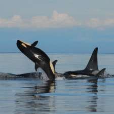 Ocean Ecoventures Whale Watching | 1721 Cowichan Bay Rd, Cowichan Bay, BC V0R 1N0, Canada