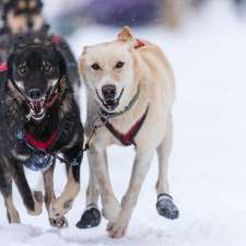 Kingmik Dog Sled Tours | 16430 Hwy 1A, Lake Louise, AB T0L 1E0, Canada