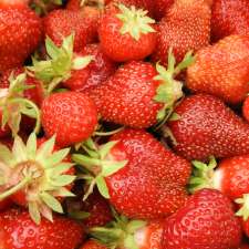 Fraisiere Duquette Strawberries | 2236 Champlain Rd, Clarence Creek, ON K0A 1N0, Canada