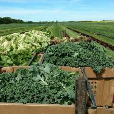 Oak Valley Vegetables | Box 226, 9056 Road 28W RR2, Morden, MB R6M 2A1, Canada