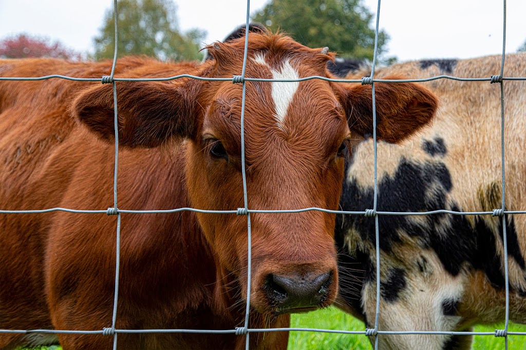 Whiskey Barrel Fencing and Gates | 8654 257a St, Langley Twp, BC V1M 3N4, Canada | Phone: (604) 724-7522