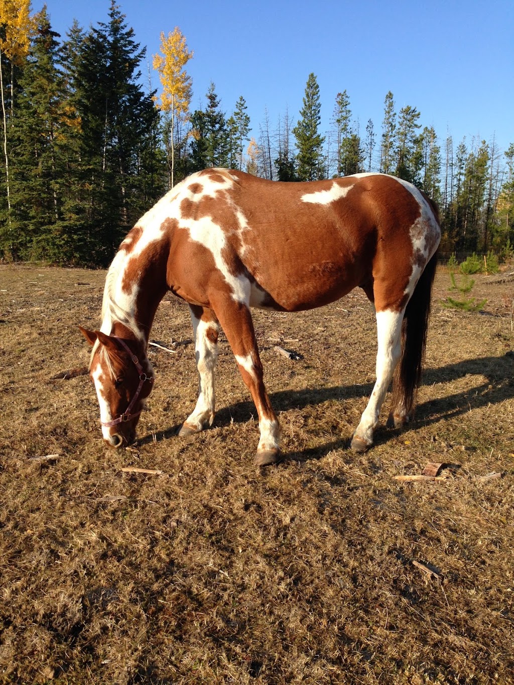 Little Horse Lodge | 6143 N Green Lake Rd, 70 Mile House, BC V0K 2K0, Canada | Phone: (236) 900-6143