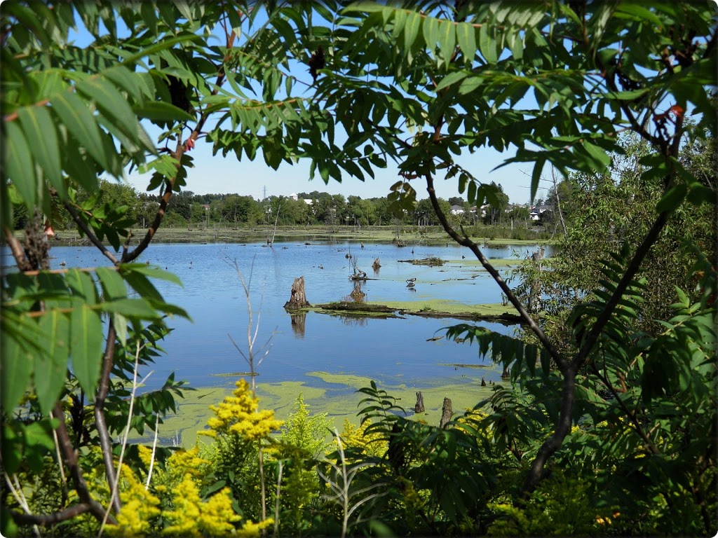 Laurentian Wetlands | 20 David Bergey Dr, Kitchener, ON N2E 4H7, Canada