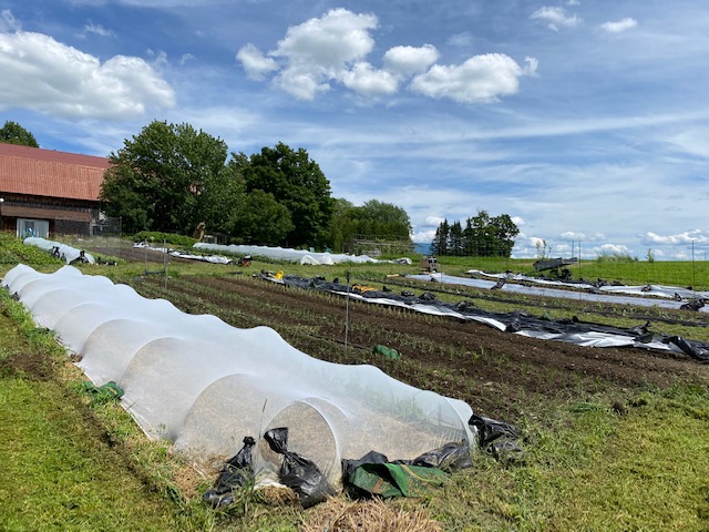 Le Local - Ferme Maraîcher - Kiosque légumes et fruits | 2699 Chem. Roy N, Barnston-Ouest, QC J1A 2S5, Canada | Phone: (514) 977-3003