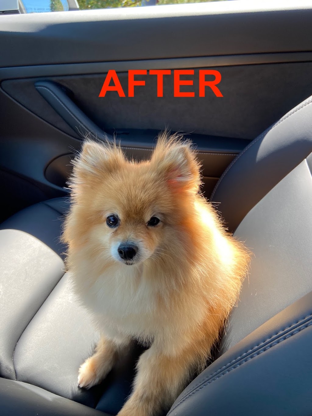 Pipers Paws Grooming | 1473 Vernon Dr, Gibsons, BC V0N 1V5, Canada | Phone: (778) 918-3501