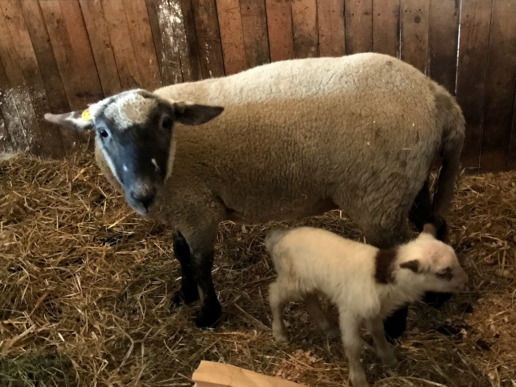 Deça Deci - Ferme agrotouristique | 298 rte 263 sud, Marston, QC G0Y 1G0, Canada | Phone: (819) 214-5152