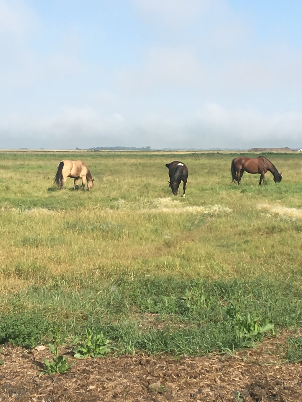 Free Acres Horse Stable | Unnamed Road, 0V0, Kleefeld, MB R0A 0V0, Canada | Phone: (204) 380-9190