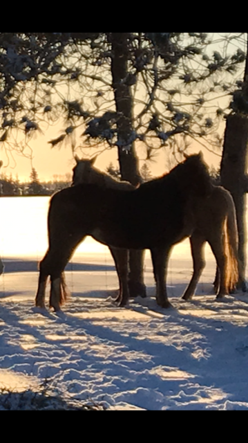 Wild Rose Sanctuary | 284 Upton Rd, Saint Peters Bay, PE C0A 2A0, Canada | Phone: (902) 978-1819