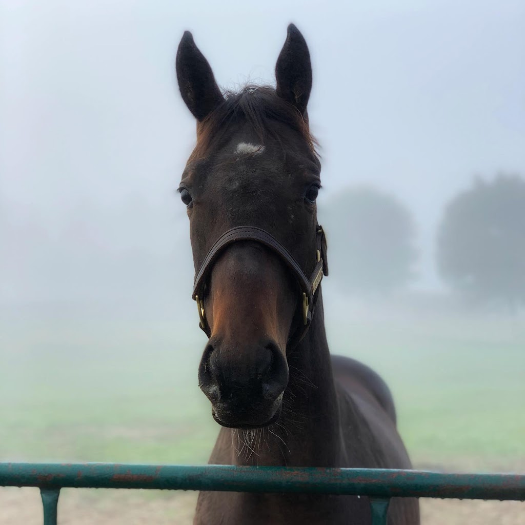 Amplify Stables | 1169 Concession Rd 4, Loretto, ON L0G 1L0, Canada | Phone: (905) 291-3663