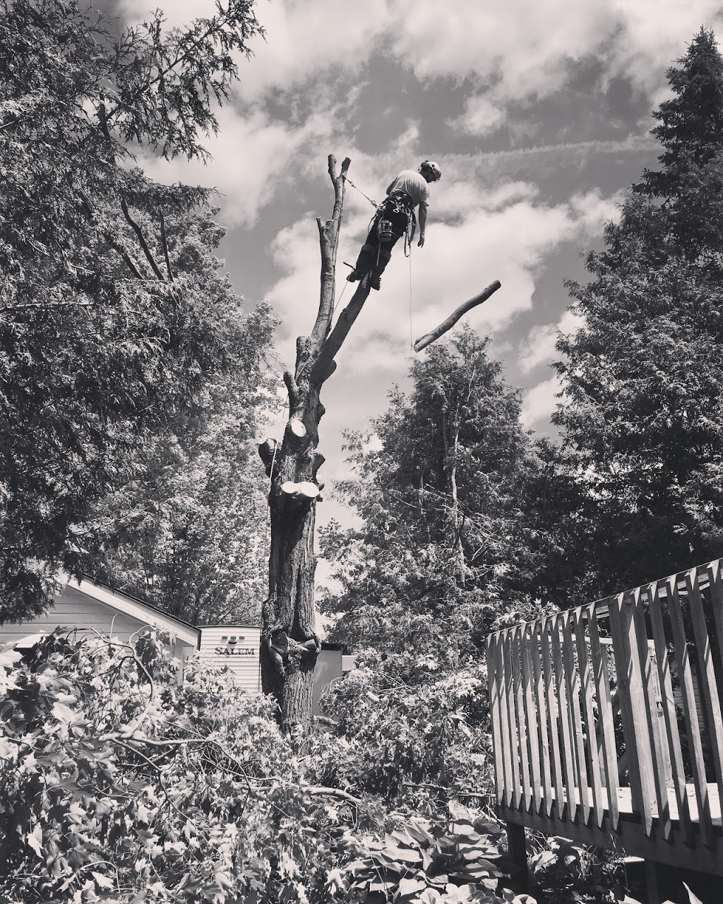 Trudges Tree Service | Rd 45, Grey Highlands, ON N0C 1J0, Canada | Phone: (519) 216-7165