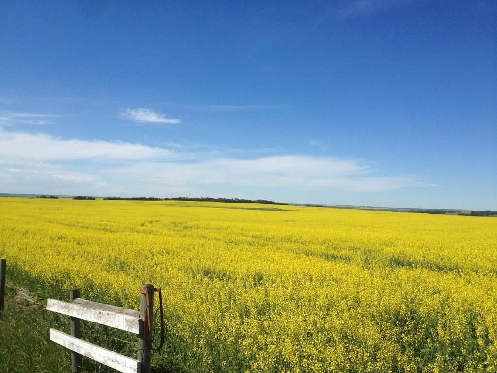 Canadian Canola Growers Association | 1661 Portage Ave #600, Winnipeg, MB R3J 3T7, Canada | Phone: (866) 745-2256