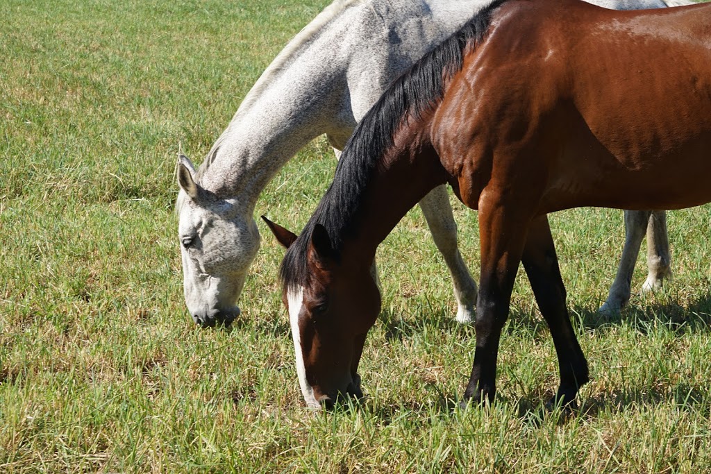 Busy Boys Farm | 1315 Charlotteville Rd 8, Simcoe, ON N3Y 4K5, Canada | Phone: (226) 493-1254