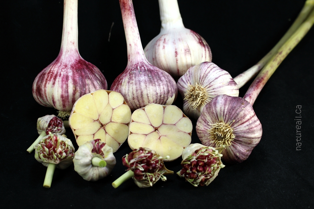 Jardin Nature Ail Garlic | 729 QC-255, Dudswell, QC J0B 1G0, Canada | Phone: (819) 388-1309