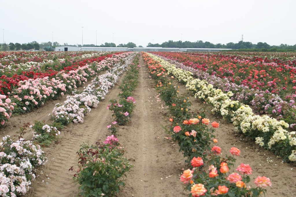 Vineland Nurseries | 4540 Martin Rd, Beamsville, ON L0R 1B1, Canada | Phone: (905) 562-4836