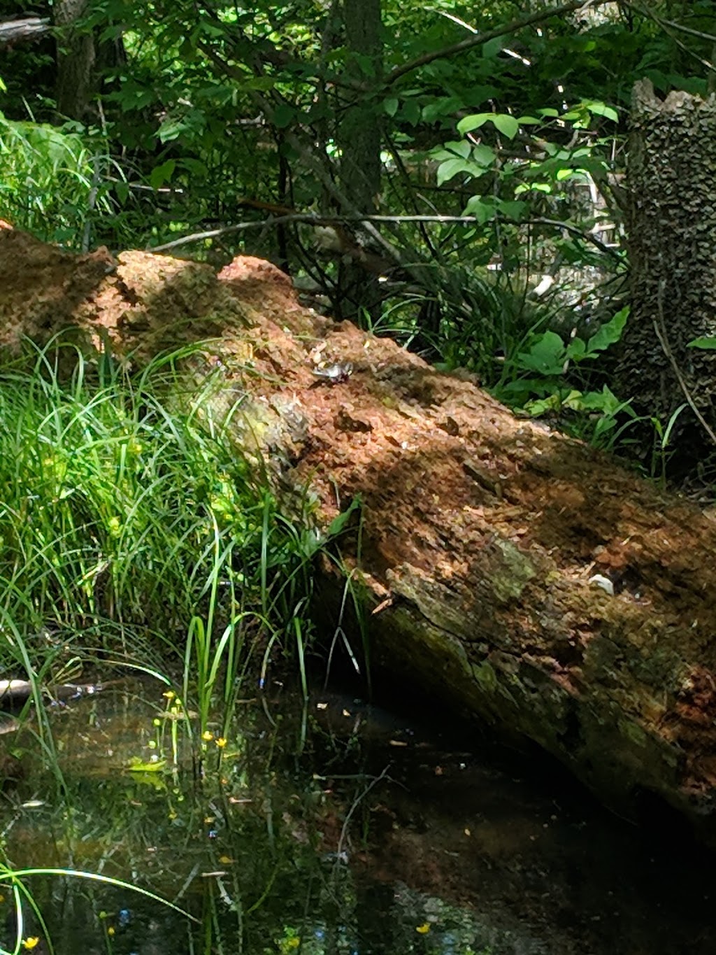 Black Oak Trail | Bennett Rd, Erieau, ON N0P 1N0, Canada