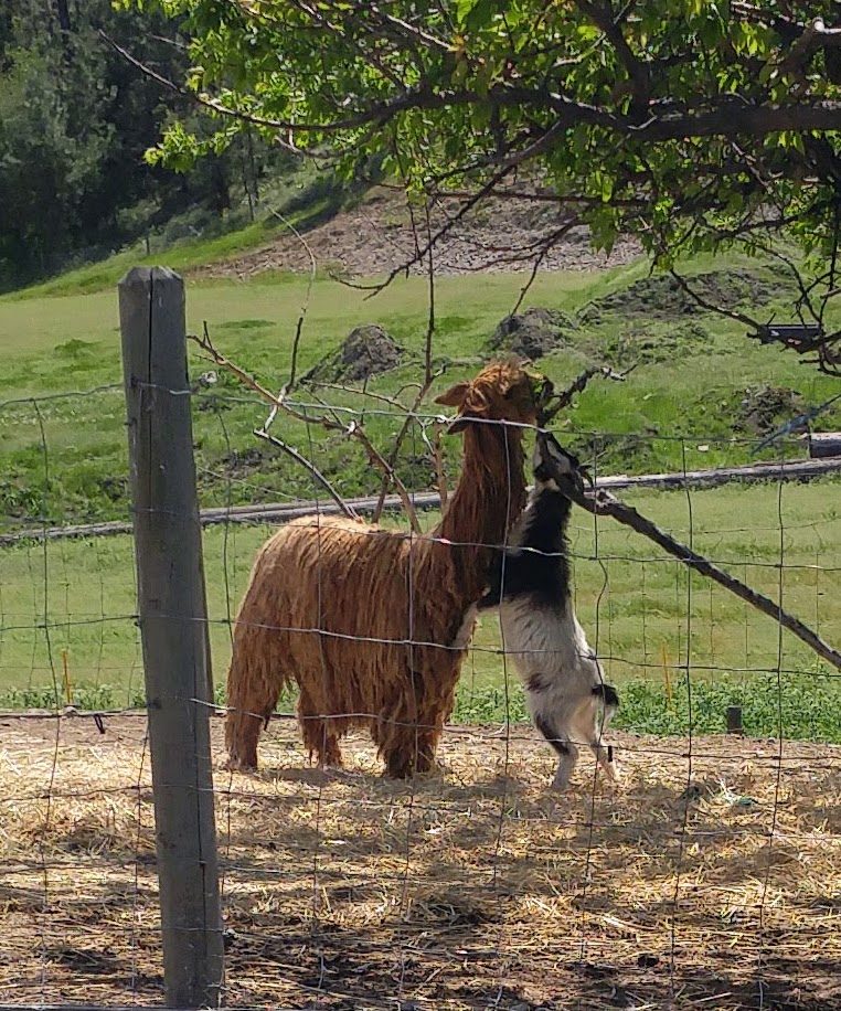 Hoof Prints Barnyard Petting Zoo & Goga Venue | 5850 Anderson Rd, Kelowna, BC V1X 7V3, Canada | Phone: (250) 317-6650