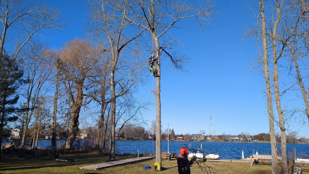 Lupenette Tree Service | 149 Lingham St, Belleville, ON K8N 3T3, Canada | Phone: (343) 645-6703