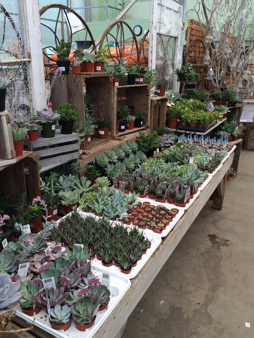 Walters Greenhouses & Garden Centre | 363 Governors Rd E, Paris, ON N3L 3E1, Canada | Phone: (519) 752-4436