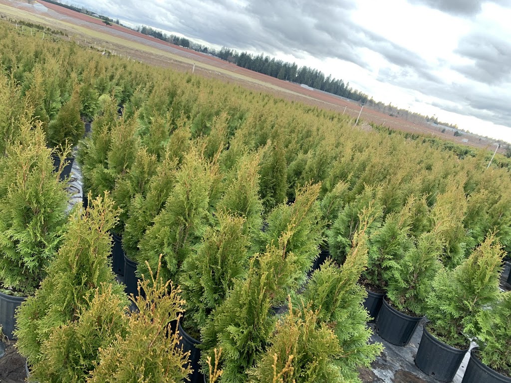 H & H Pandher Farms & Nursery | 2315 Lefeuvre Rd, Abbotsford, BC V4X 1E3, Canada | Phone: (778) 779-7988