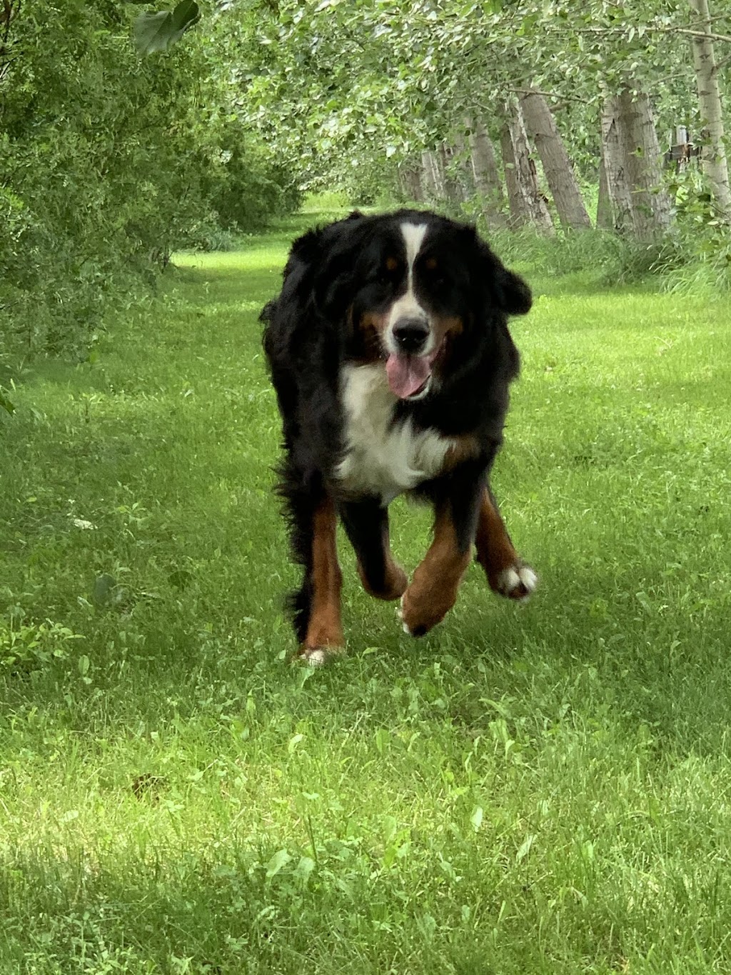 Black Gold Kennels | 50041 AB-814, Alberta T4X 0K2, Canada | Phone: (780) 980-2897