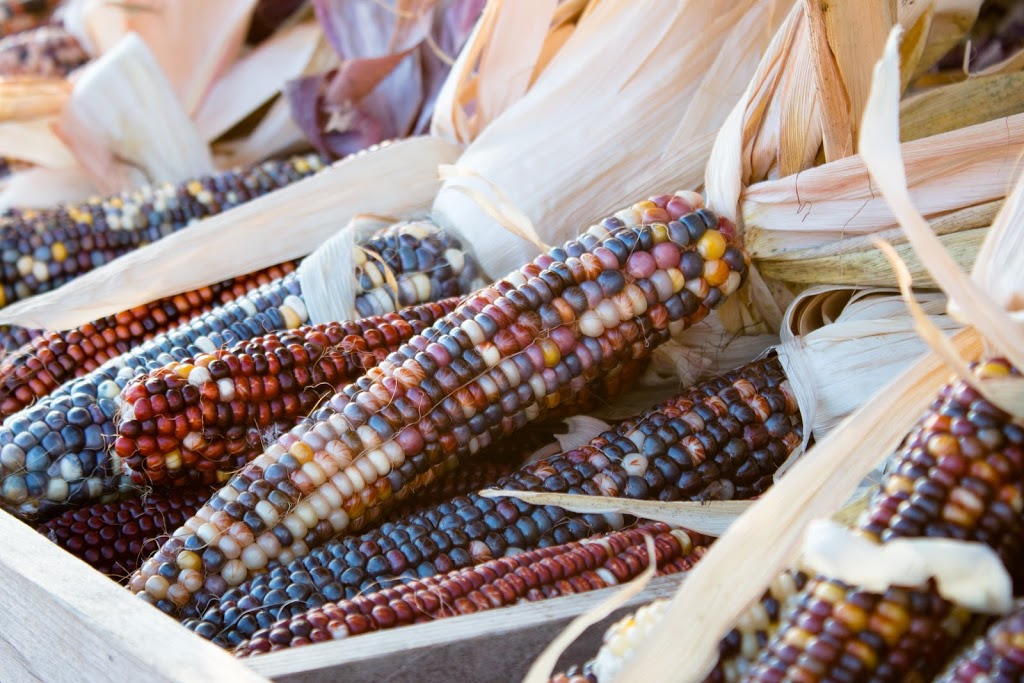 Good Family Pumpkins | 909 Bridge St E, Waterloo, ON N2J 4G8, Canada | Phone: (519) 635-6653