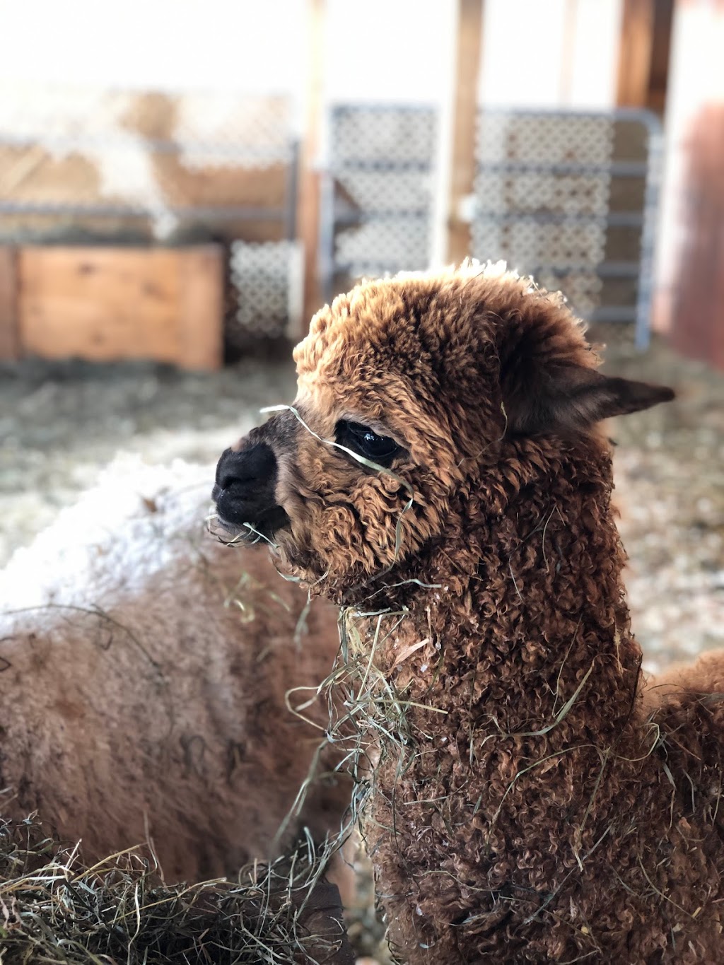 Alpagas Chelsea Alpacas | 1594 Route 105, Chelsea, QC J9B 1P4, Canada | Phone: (819) 459-1626