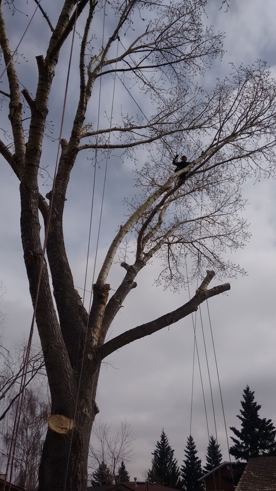 bp tree services | 535 34a St NW, Calgary, AB T2N 2Y6, Canada | Phone: (587) 581-4232