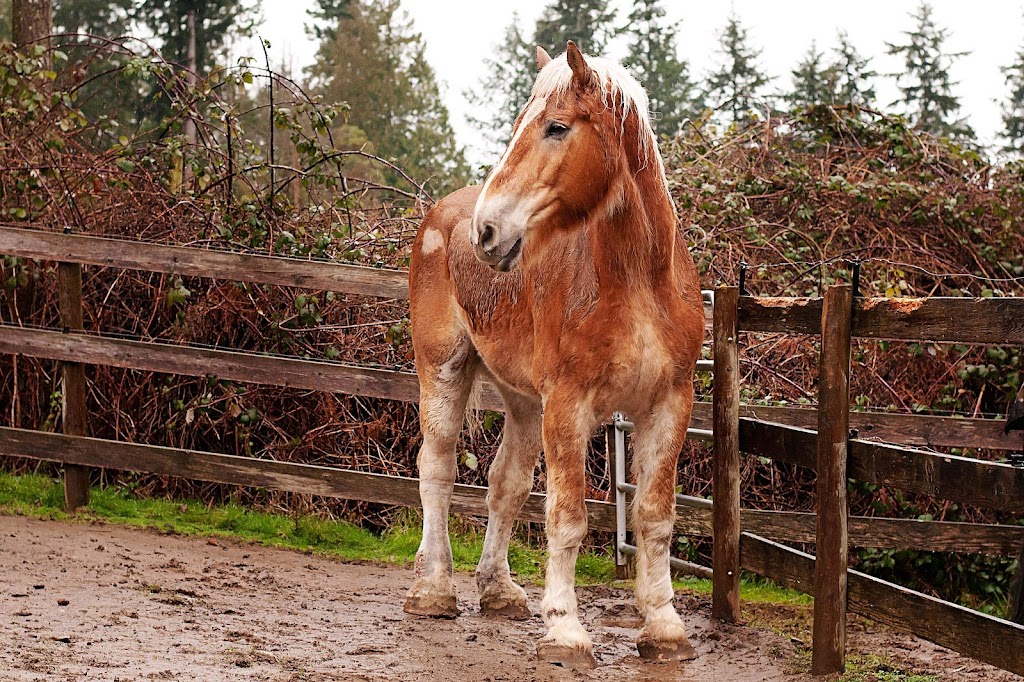 Ponies and Pipsqueaks | 6044 Oldfield Rd, Victoria, BC V9E 2J4, Canada | Phone: (250) 812-2008