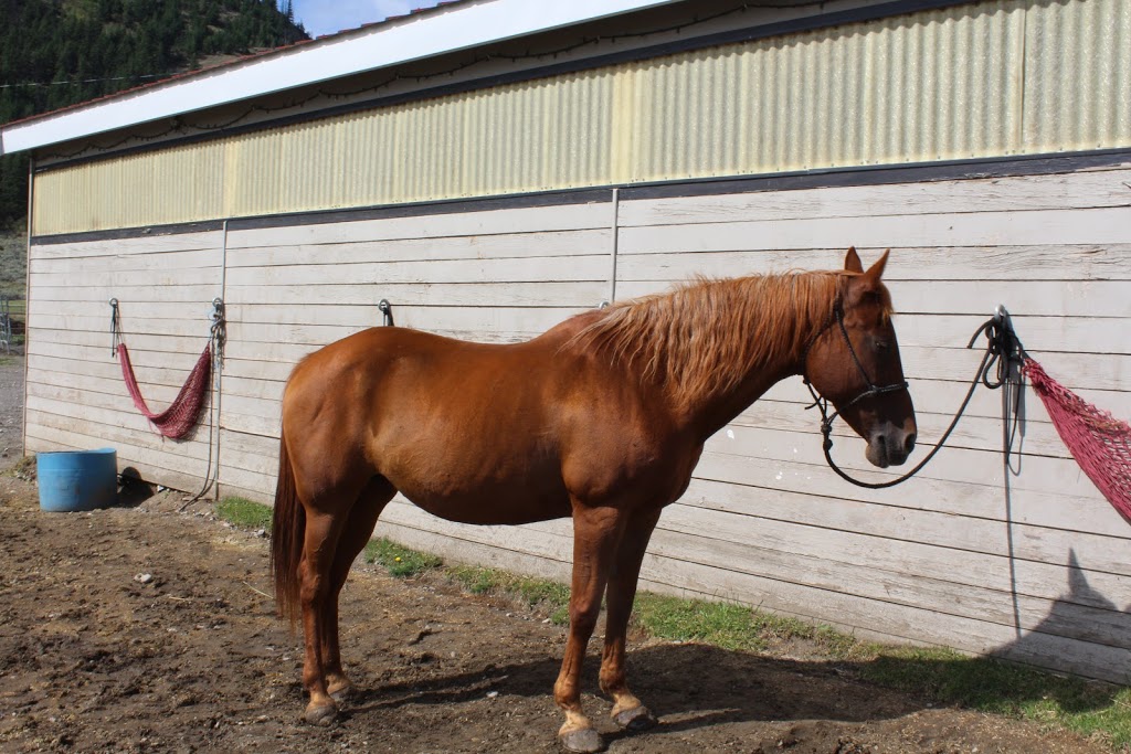 Erin Valley Riding Stable | 8825 Barnhartvale Rd, Kamloops, BC V2C 6W1, Canada | Phone: (250) 573-5442