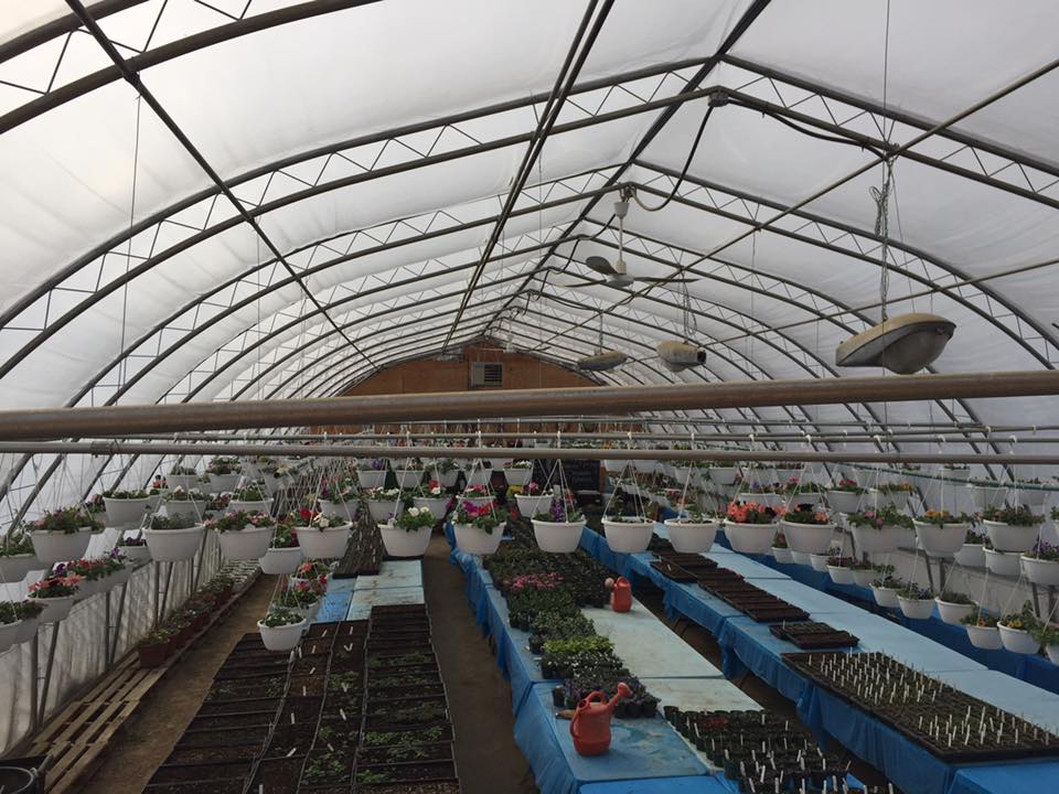 Pea Patch Gardens and Greenhouse | 272159 338th Ave S, Calgary, AB T0L 0J0, Canada | Phone: (403) 370-5533