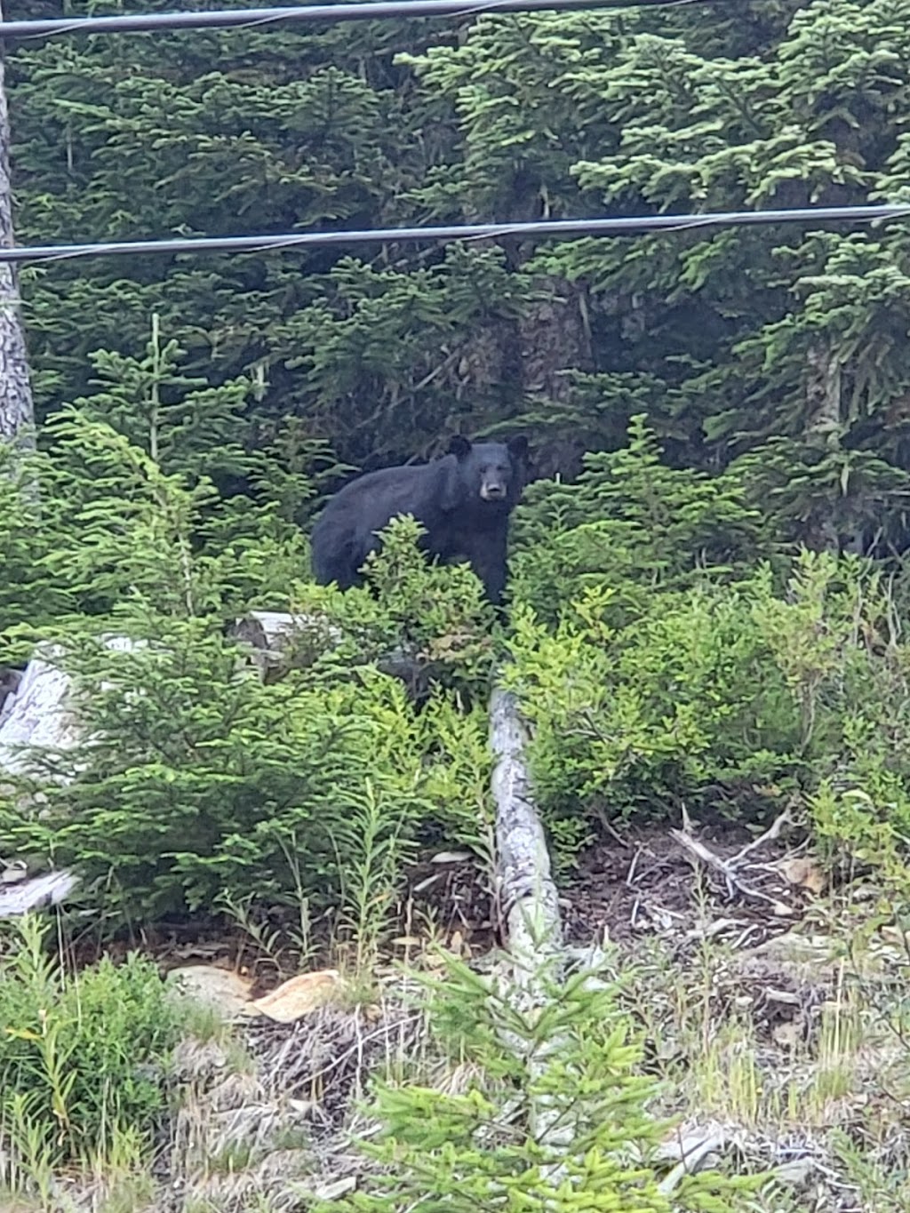 Yogi Bear Tours | 2153 Timber Ridge #6, Whistler, BC V8E 0A8, Canada | Phone: (604) 902-1948
