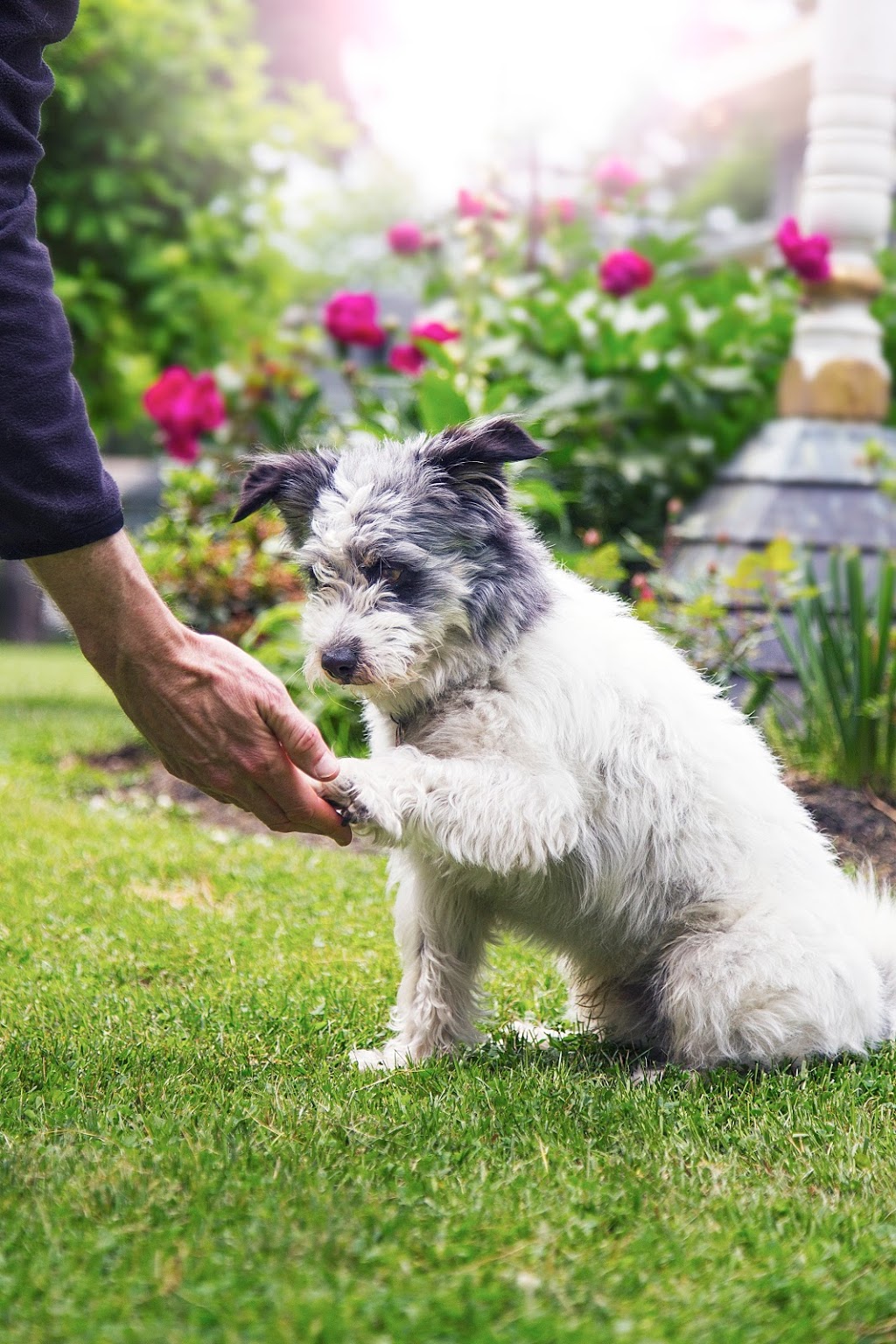 DogWatch of Central Ontario | 1179 Canning Rd, Severn Bridge, ON P0E 1N0, Canada | Phone: (866) 531-0923