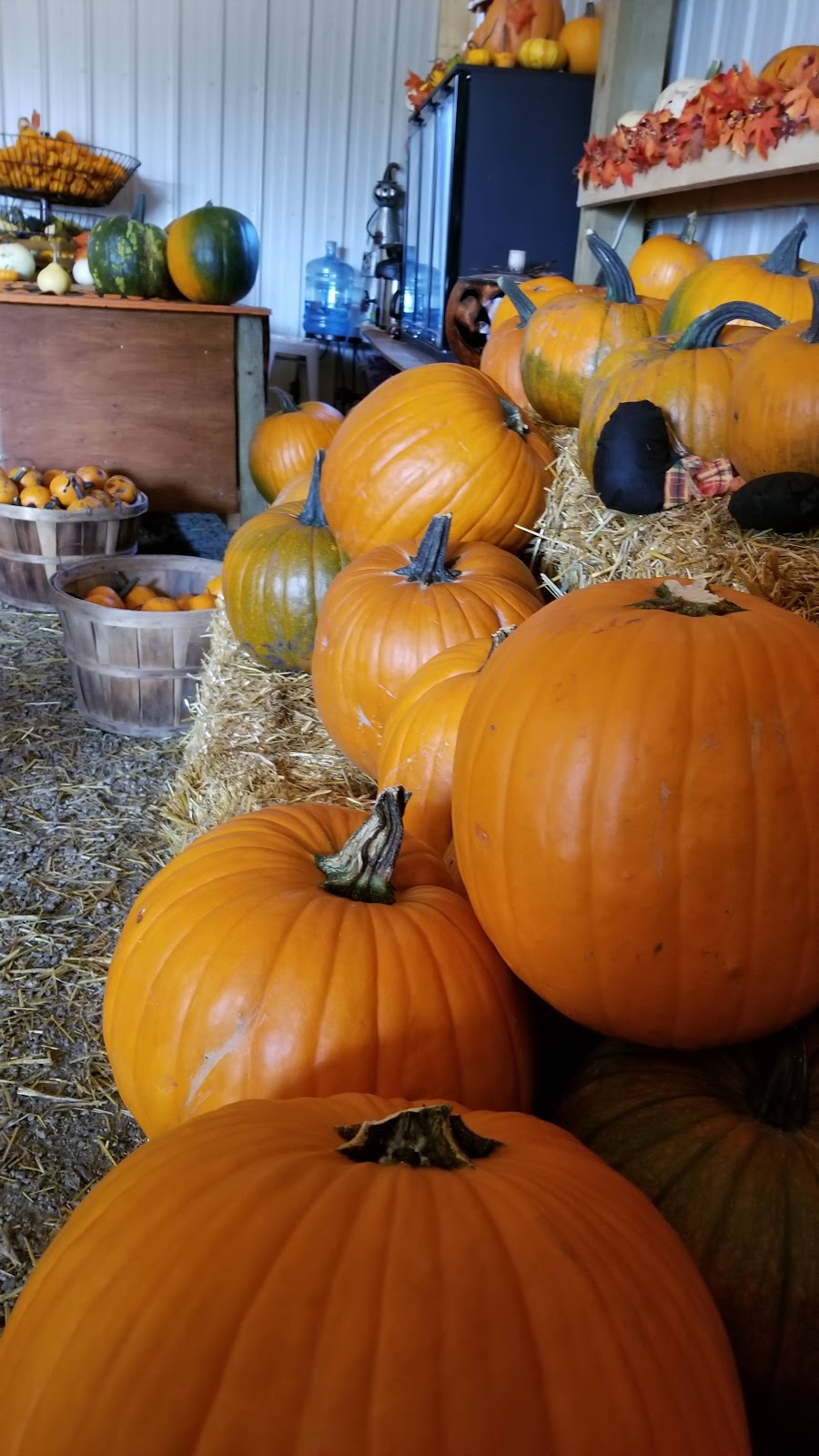 Schwabe Pumpkins | 1160 Meadowdale Rd, Saint Andrews, MB R1A 4H9, Canada | Phone: (204) 296-7215